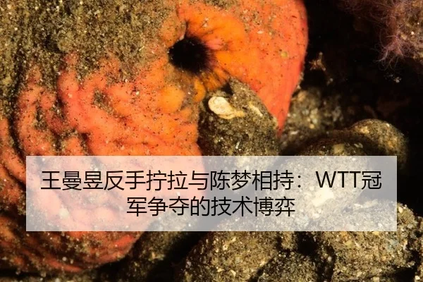 王曼昱反手拧拉与陈梦相持：WTT冠军争夺的技术博弈